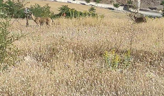 Elazığ’da dağ keçileri görüldü