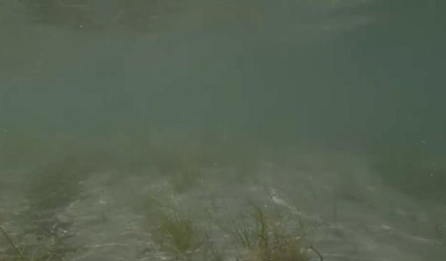 Erdek’teki deniz çayırı katliamı su altı kamerasına yansıdı: Tahribat inanılmaz boyutta