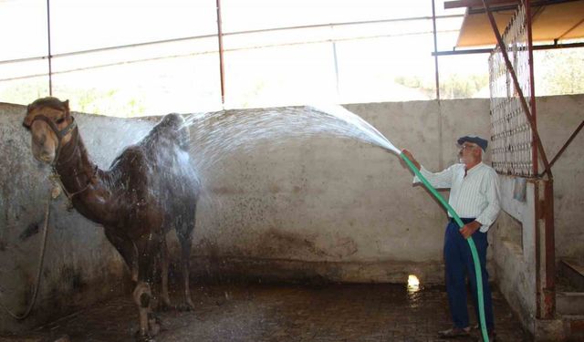 Hava sıcaklıkları develeri bile bunalttı, sahipleri serpme su ile serinletmeye başladı