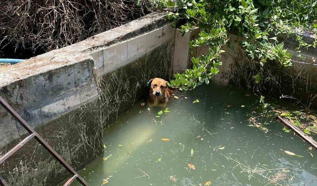 Havuzda mahsur kalan köpek kurtarıldı