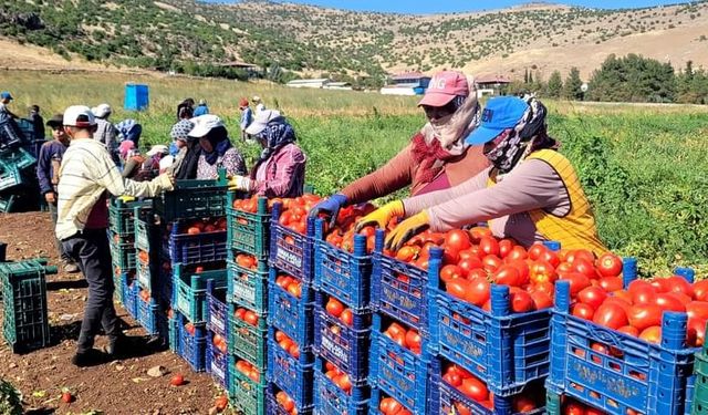 Kahramanmaraş’ta bin 700 dekar açık alanda domates üretimi yapılıyor