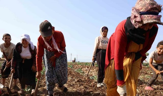 Kahramanmaraş’ta hasadın tamamlandığı tarım arazileri ikinci ürünle buluşturuluyor