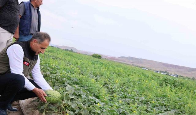 Kars’ın kavun ve karpuz ihtiyacı Digor’dan karşılanacak