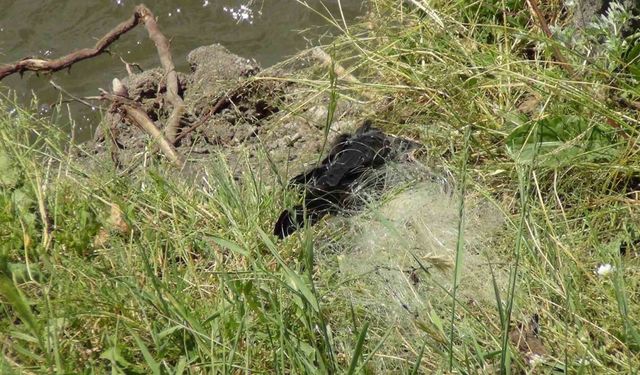 Kars’ta ağa takılan yavru karga kurtarıldı