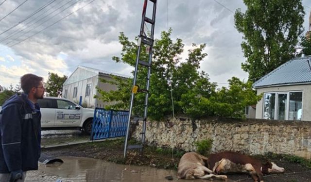 Kars’ta elektrik akımına kapılan 2 büyükbaş hayvan telef oldu