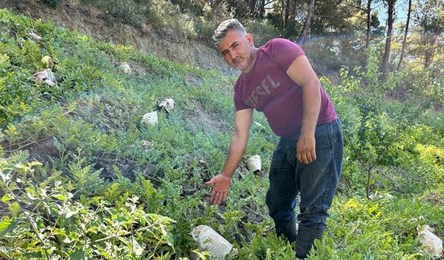 Kavurucu sıcağa karşı çözümü tarladaki karpuzları tek tek gazeteyle sarmakta buldu