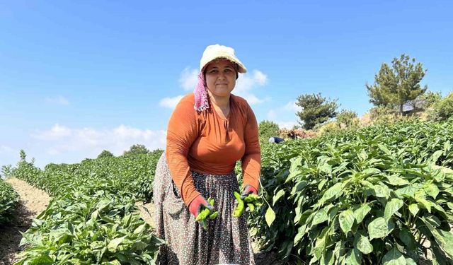 Kavurucu sıcakta en acı hasat