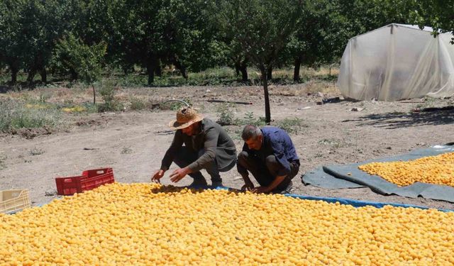 Kayısının dalından 115’den fazla ülkeye ihracat