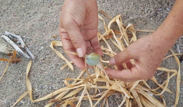 Koruma altındaki kum zambakları Alanya’da küresel ısınma kurbanı oldu