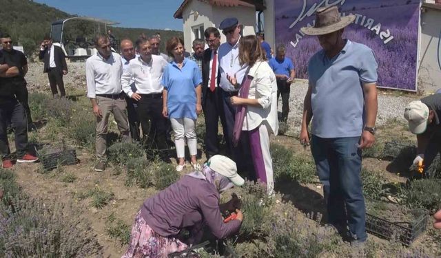 Kütahya’da çini sanatçısı Nida Olçar’ın oluşturduğu lavanta bahçesinde hasat dönemi başladı