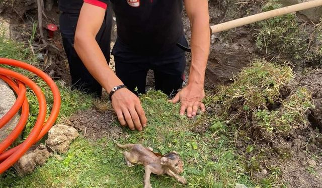 Lüleburgaz’da boruya sıkışan kedi kurtarıldı