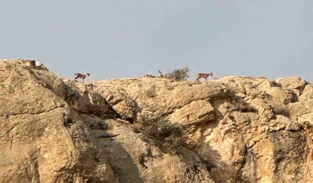 Malatya’da yaban keçileri görüntülendi