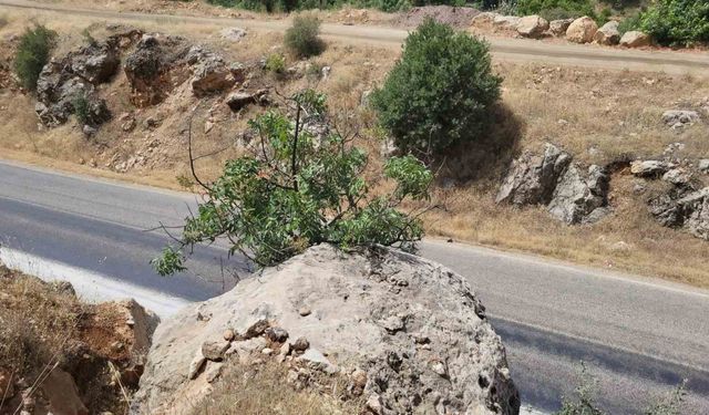 Menengiç bitkisi toprağa ulaşmak için kayayı yaklaşık 2 metre deldi