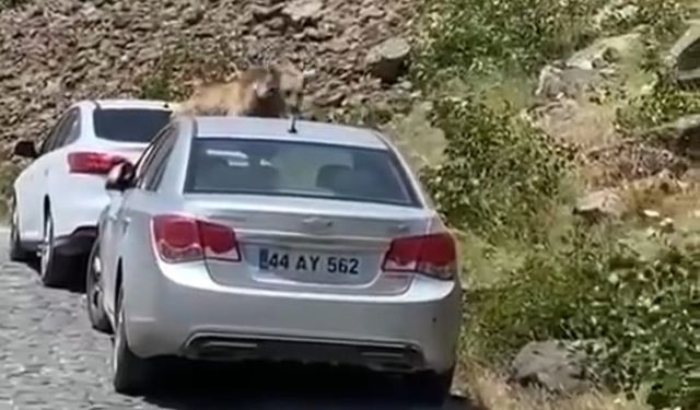 Nemrut’ta ayılar bu kez yol kesip arabaların üstüne çıktı