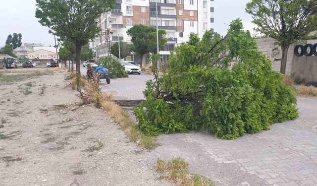 Patnos’ta fırtına direk ve ağaçları devirdi