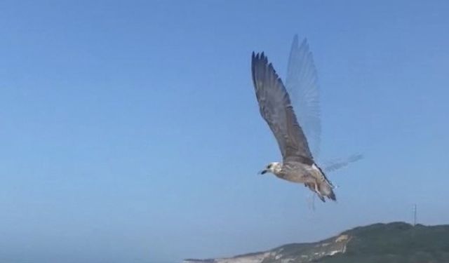 Sinop’ta tedavisi tamamlanan martılar doğaya salındı