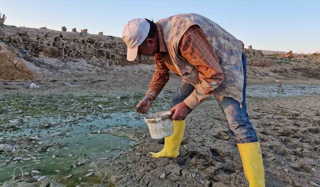 Su seviyesi düşen barajdaki yavru balıkları kovalarla kurtarmaya çalıştılar