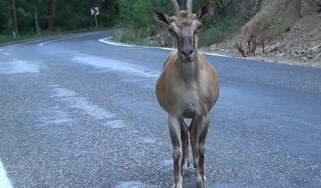 Tunceli’de tuz için karayoluna inen koruma altındaki yaban keçileri görüntülendi