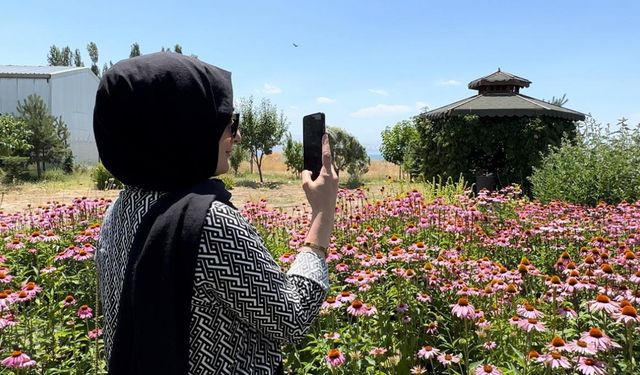 Van’da tıbbi bitkiler, doğal fotoğraf stüdyosuna döndü