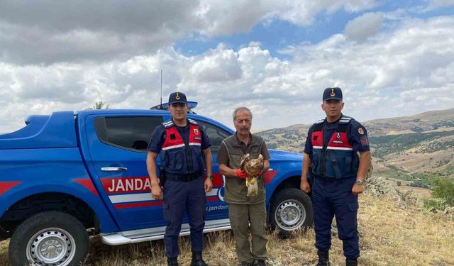 Yaralı kızıl şahin tedavisinin ardından doğaya salındı