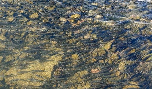 Yavru inci kefallerinin Van Gölü’ne dönüş göçü başladı