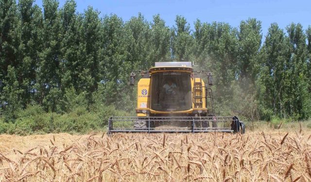 Yerli tohum ’Taner’ Pazar’da çiftçilerin umudu oldu