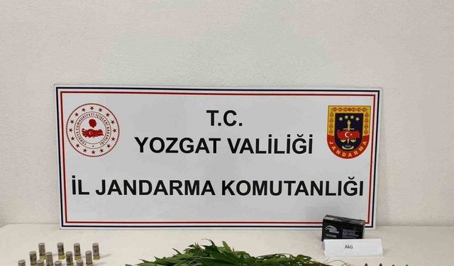 Yozgat’ta 14 kök kenevir ele geçirildi