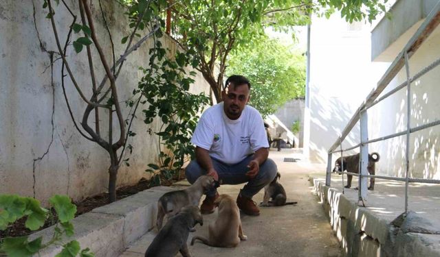 2 duvar arasında ölümü bekleyen yavru köpekleri yaşama tutundurdular