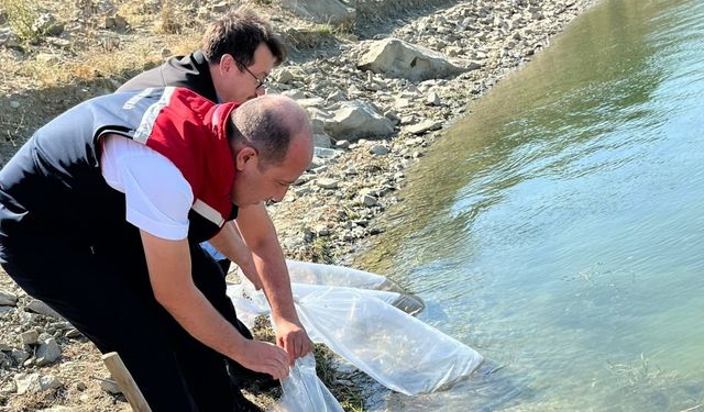 750 bin sazan yavrusu Tekirdağ’daki göletlere bırakılacak