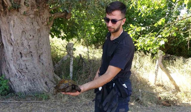 Ağaçlık alanda çıkan yangında itfaiye eri kaplumbağayı yanmaktan böyle kurtardı