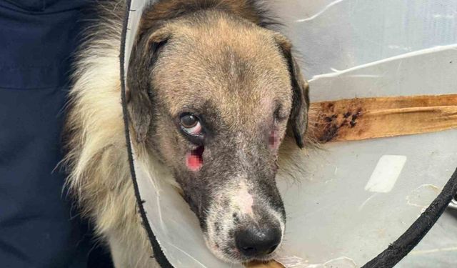 Alkollü şahsın vurduğu köpeği Hande Yener sahiplendi