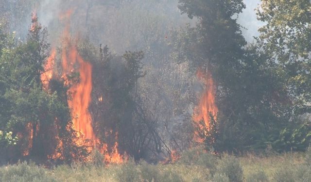 Altınözü’nde çıkan zeytinlik yangını itfaiye ekiplerin müdahalesiyle söndürüldü