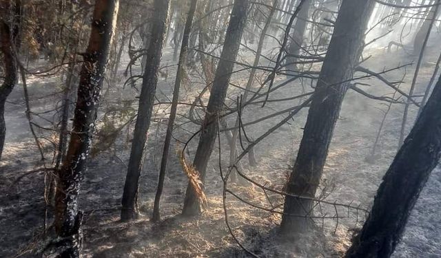 Bayat’taki orman yangını büyümeden söndürüldü