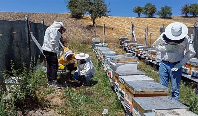 Bilecik’te bal üretimi 88 tondan 221 tona çıktı