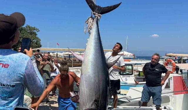 Bodrum’da 370 kiloluk orkinos yakalandı