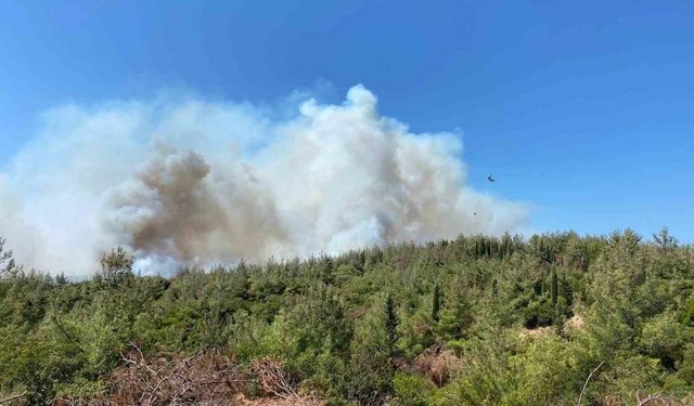 Çanakkale’deki orman yangınına havadan ve karadan müdahale sürüyor