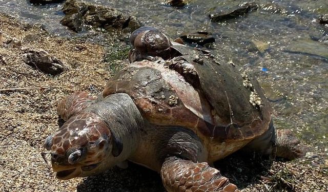 Denizde ölü caretta caretta bulundu