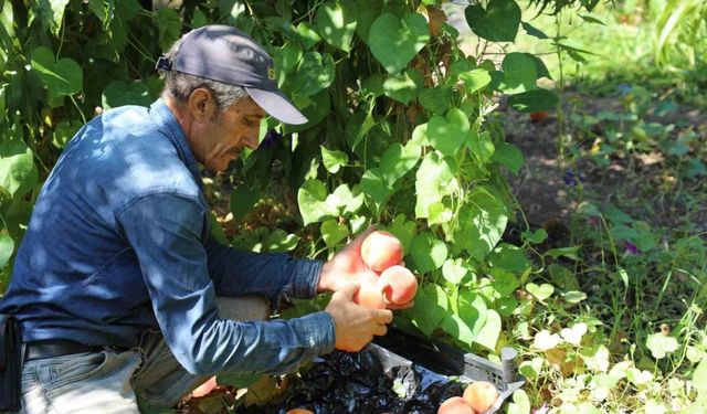 Elazığ’da şeftali hasadı devam ediyor