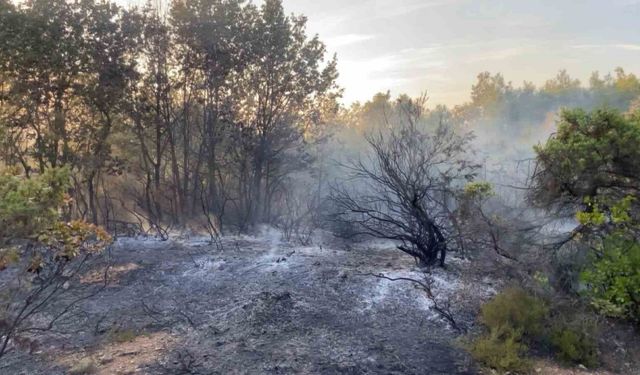 Gebze’de ormanlık alanda yangın çıktı