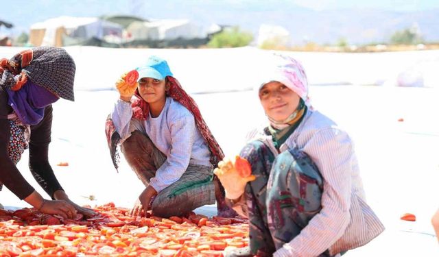 Hasadı yapılıp kurutulan domates Avrupa yolcusu