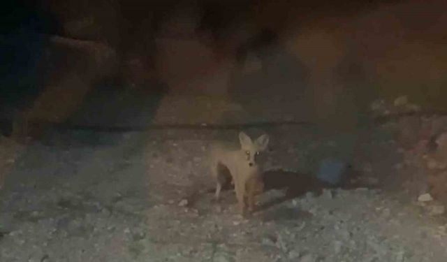 Her akşam evinin bahçesine gelen tilkiyi elleriyle besliyor