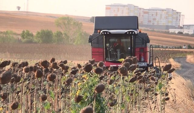 İHA ve SİHA’dan sonra ayçiçeğinde de yerli başarı: Trakya’nın tohumu tüm Türkiye’yi besleyecek