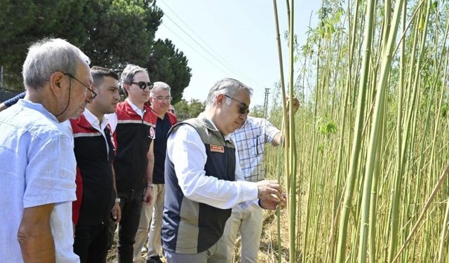 İzmir’de izinli ve kontrollü kenevir hasadı gerçekleştirildi