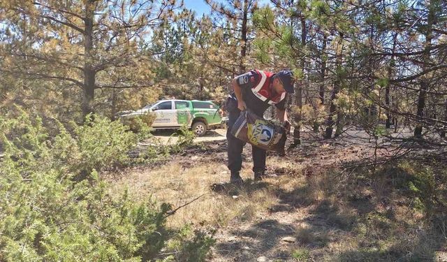 Jandarma ekipleri orman yangını sonrası doğaya yem bıraktı