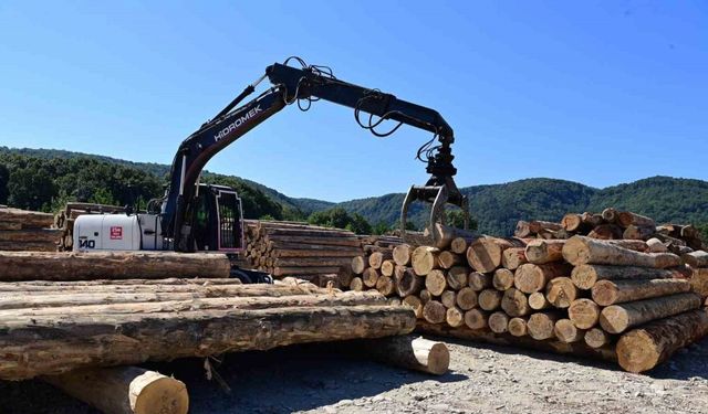 Karadeniz’in en büyük orman deposu Sinop’ta