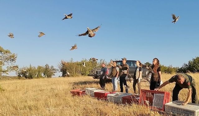 Kırklareli’nde keklikler doğaya salındı