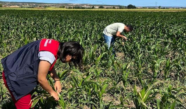 Kırklareli’nde yerli mısır çeşitleri incelendi