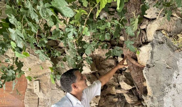 Mardin’de incir ağaçları tarihi yapılara veriyor