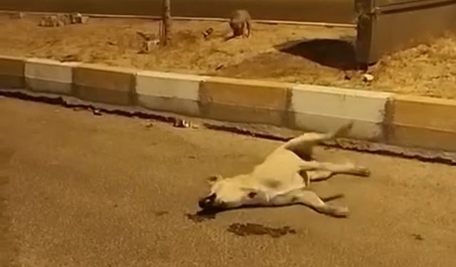 Mardin’de sokak köpekleri başka bir köpeği telef etti