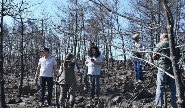 Muğla’da yanan orman alanlarında yeşillendirme çalışmaları başladı